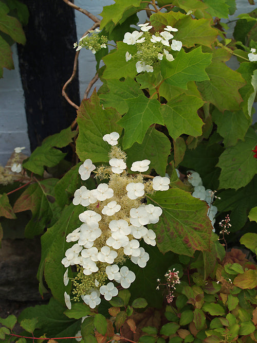 HYDRANGEA QUERCIFOLIA 'SIKE'S DWARF'