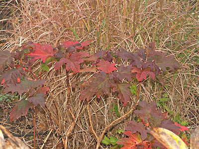 HYDRANGEA QUERCIFOLIA