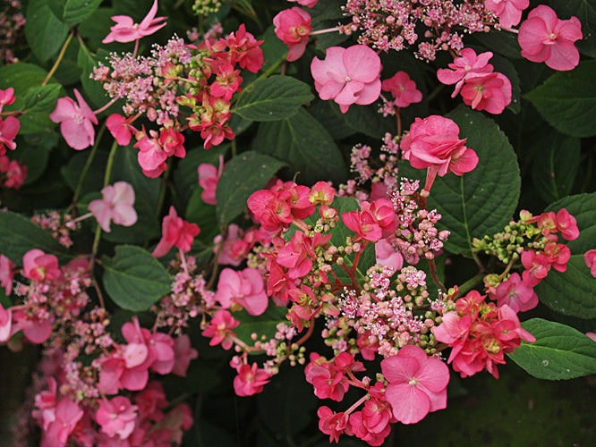 HYDRANGEA SERRATA 'SANTIAGO'