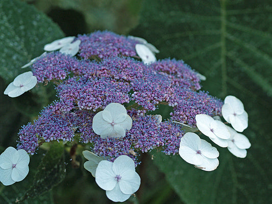 HYDRANGEA ASPERA subsp.SARGENTIANA