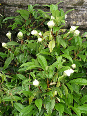 HYDRANGEA SEEMANNII