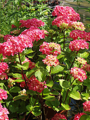 HYDRANGEA 'ZAMBIA'