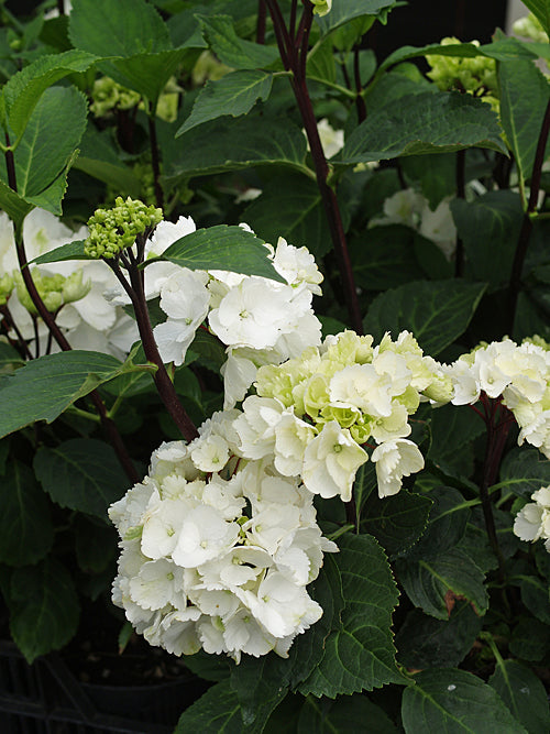 HYDRANGEA 'ZEBRA'