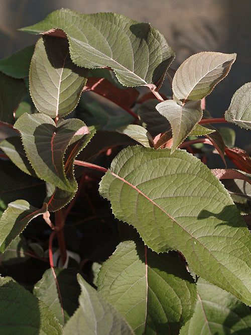 HYDRANGEA ASPERA 'HOT CHOCOLATE'