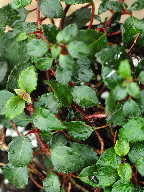 HYDRANGEA ANOMALA 'WINTER SURPRISE'