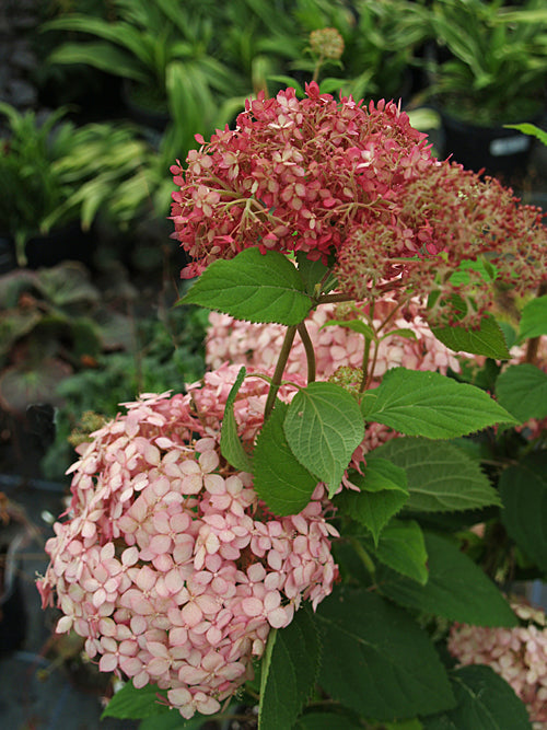 HYDRANGEA ARBORESCENS 'INVINCIBELLE SPIRIT'