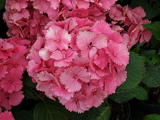 HYDRANGEA 'DOLCE FARFALLE'