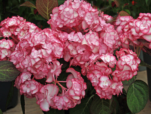 HYDRANGEA MACROPHYLLA 'MISS SAORI'