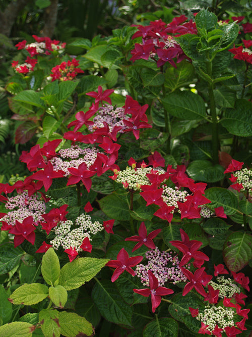 HYDRANGEA MACROPHYLLA 'MÖWE'
