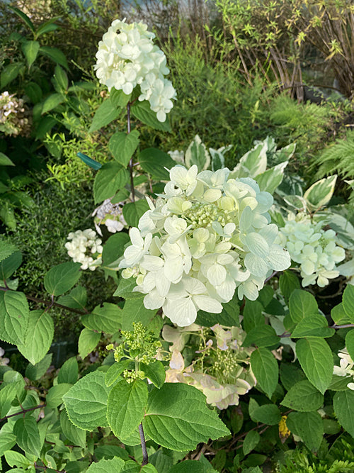 HYDRANGEA PANICULATA 'WIM'S RED'