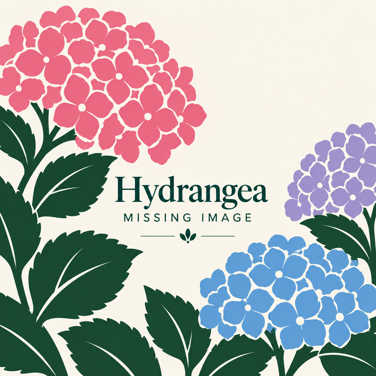 Hydrangea plants for sale
