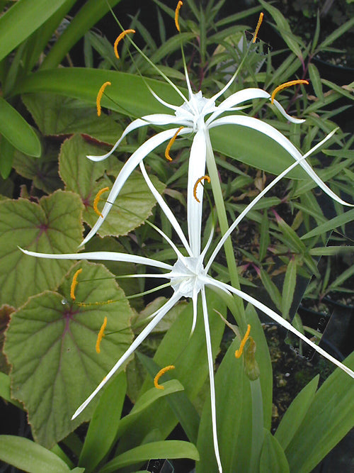 HYMENOCALLIS HARRISIANA