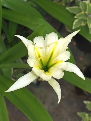HYMENOCALLIS 'SULPHUR QUEEN'