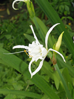 HYMENOCALLIS x FESTALIS