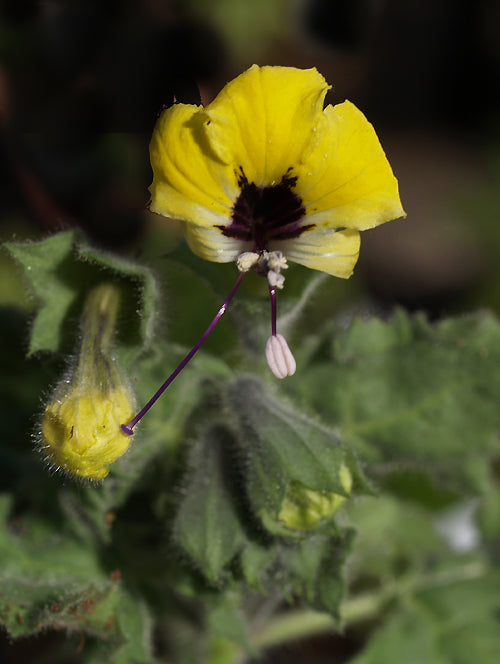 HYOSCYAMUS AUREUS RCB RL-16