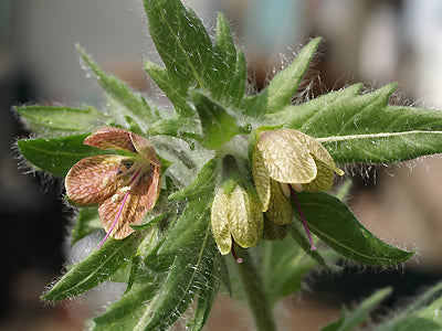 HYOSCYAMUS RETICULATUS