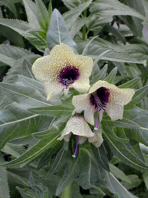 HYOSCYAMUS ALBUS RCB TQ-F-9