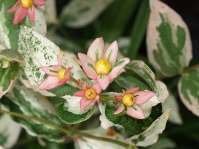 HYPERICUM ANDROSAEMUM 'MRS.GLADIS BRABAZON'
