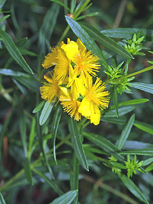 HYPERICUM 'GEMO'