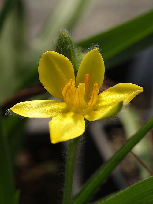 HYPOXIS HEMEROCALLIDEA