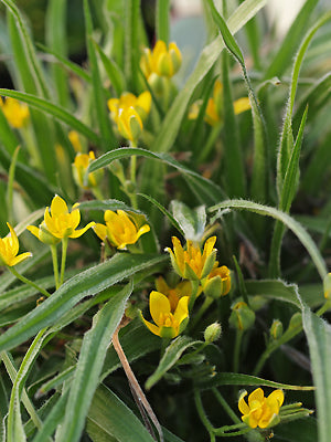 HYPOXIS HIRSUTA