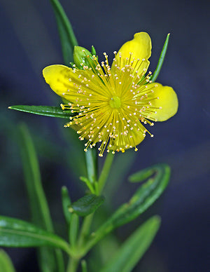 HYPERICUM KALMIANUM