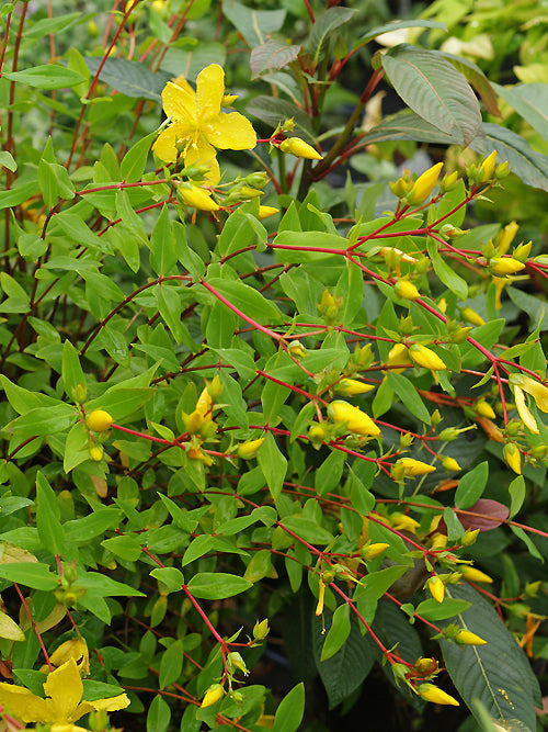 HYPERICUM KOUYTCHENSE
