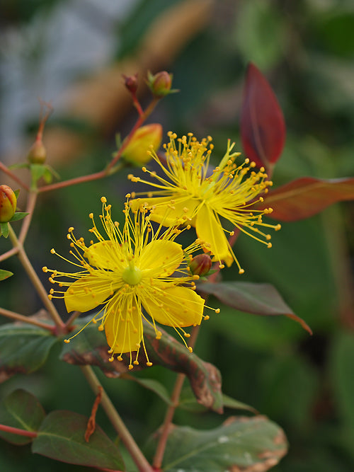 HYPERICUM INODORUM from Madiera.