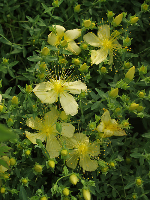 HYPERICUM OLYMPICUM f.UNIFLORUM 'CITRINUM'