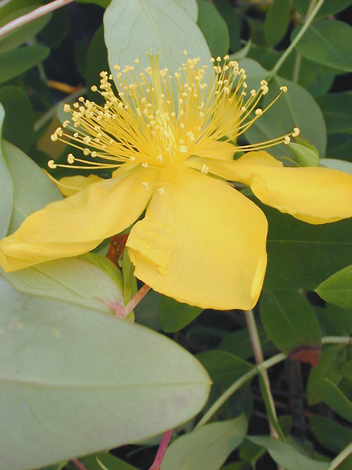 HYPERICUM OBLONGIFOLIUM CC 4546