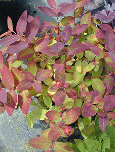 HYPERICUM SP. 'SMOULDER'