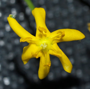 HYPOXIS HYGROMETRICA
