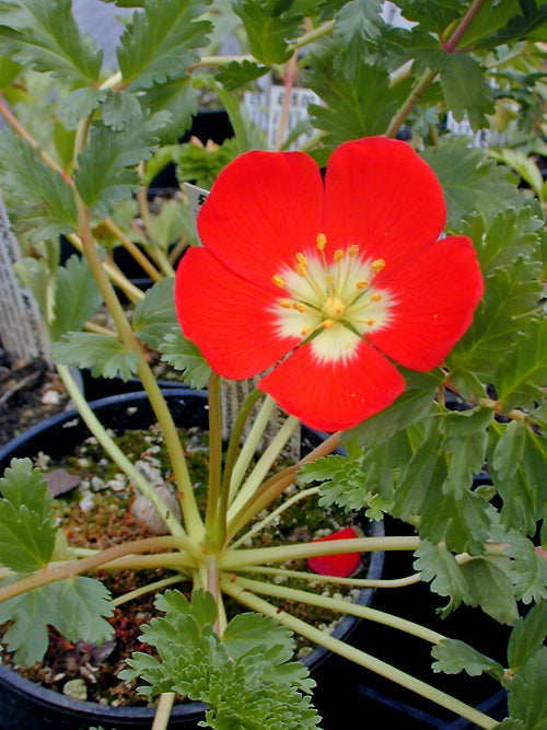 HYPSEOCHARIS PIMPINELLIFOLIA RCB RA-M-2