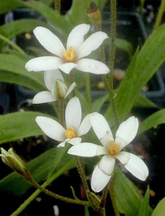 HYPOXIS PARVULA var.ALBIFLORA