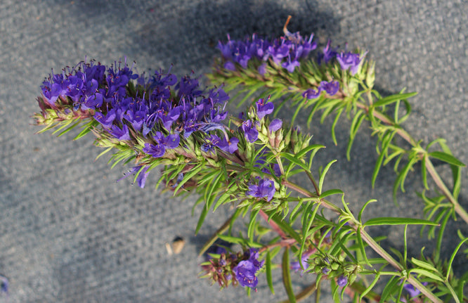HYSSOPUS OFFICINALIS