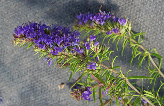 HYSSOPUS OFFICINALIS