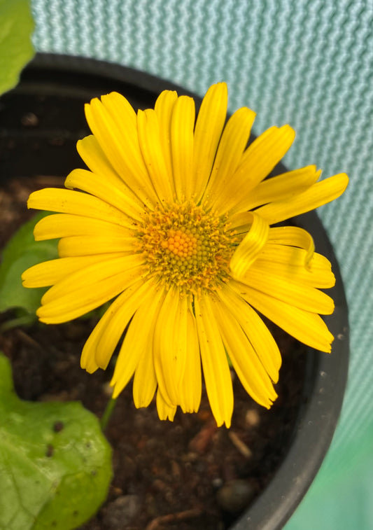 DORONICUM ORIENTALE 'LEONARDO COMPACT'