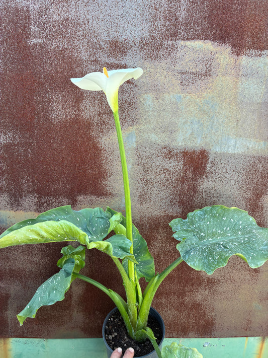 ZANTEDESCHIA AETHIOPICA 'WHITE GIANT'