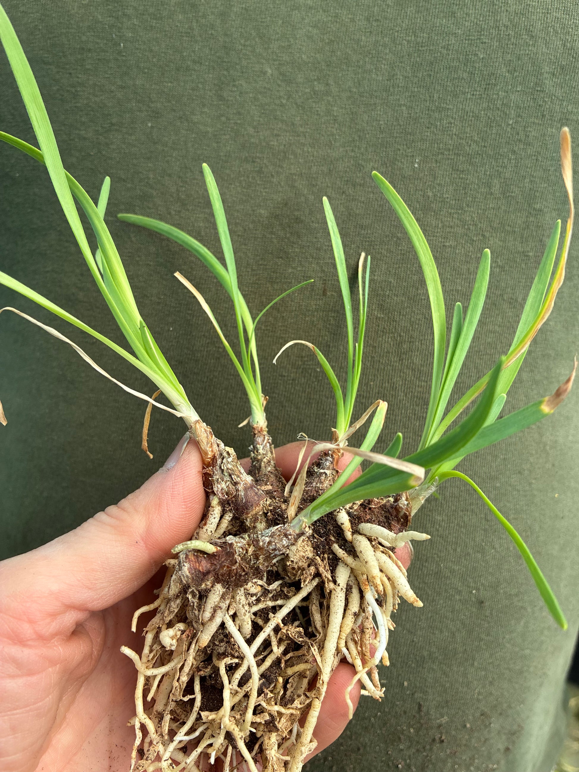 Tulbaghia ‘Fairy Star’ | Pink Hybrid Society Garlic