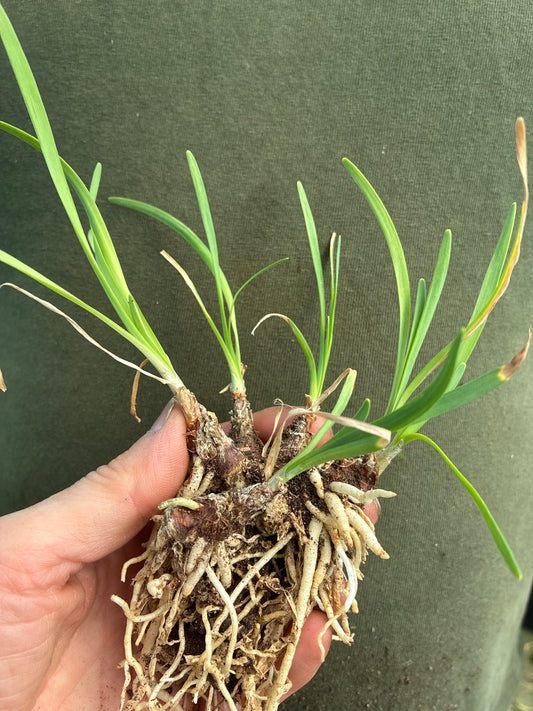 Tulbaghia ‘Fairy Star’ | Pink Hybrid Society Garlic