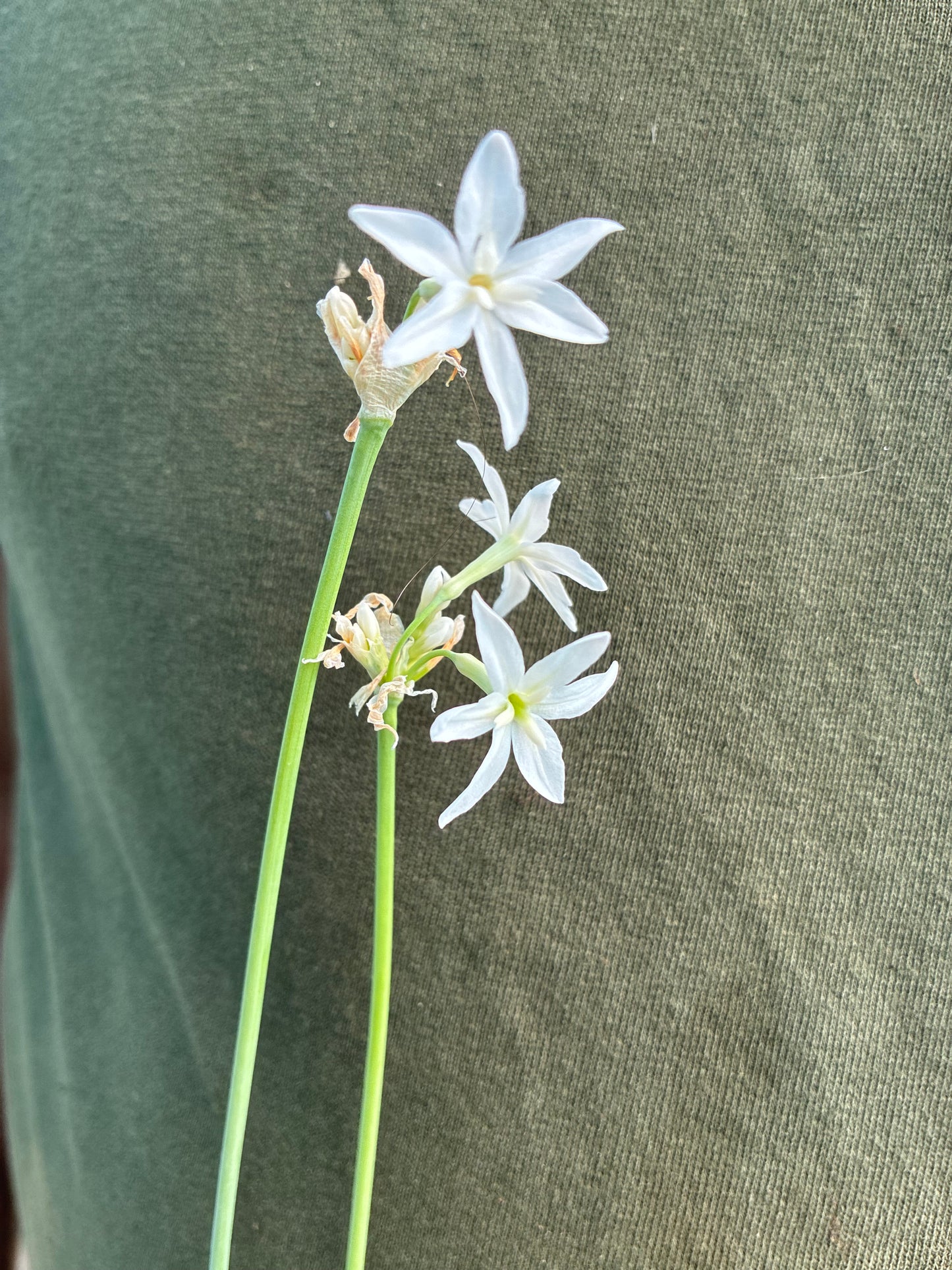 TULBAGHIA 'SNOW WHITE'