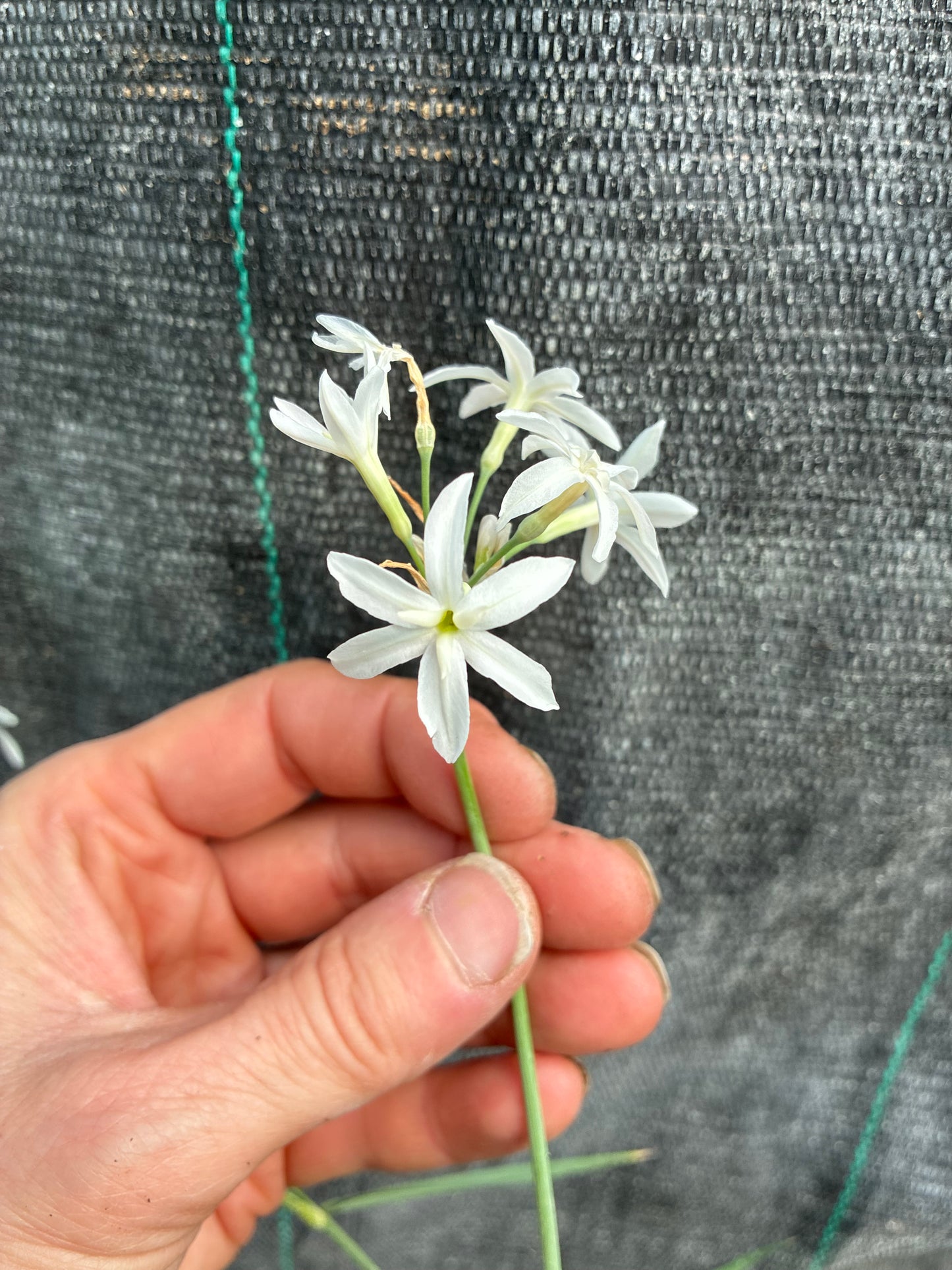 TULBAGHIA 'SNOW WHITE'