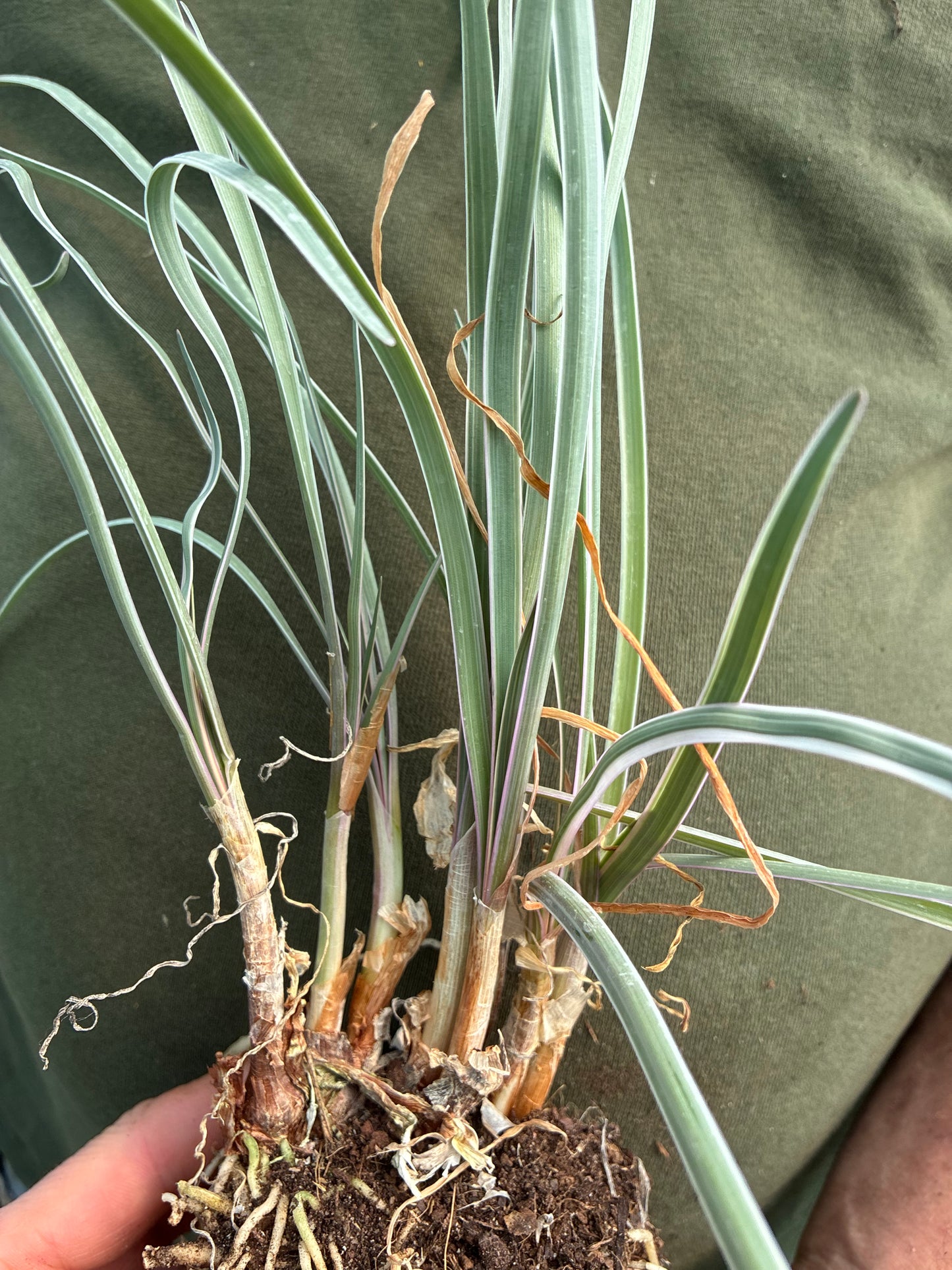TULBAGHIA VIOLACEA 'SILVER LACE'