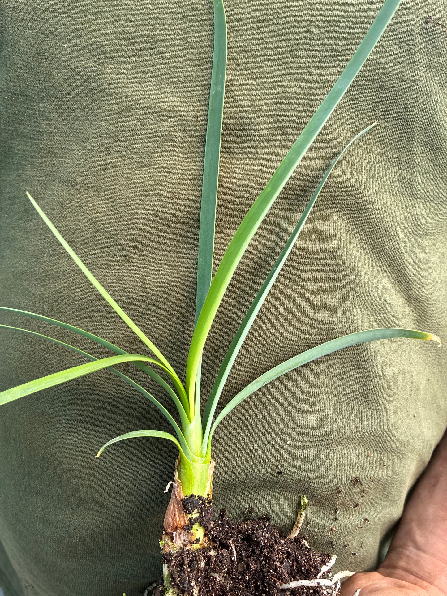 TULBAGHIA SIMMLERI 'CHERYL RENSHAW'