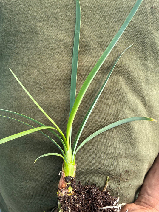 TULBAGHIA SIMMLERI 'CHERYL RENSHAW'