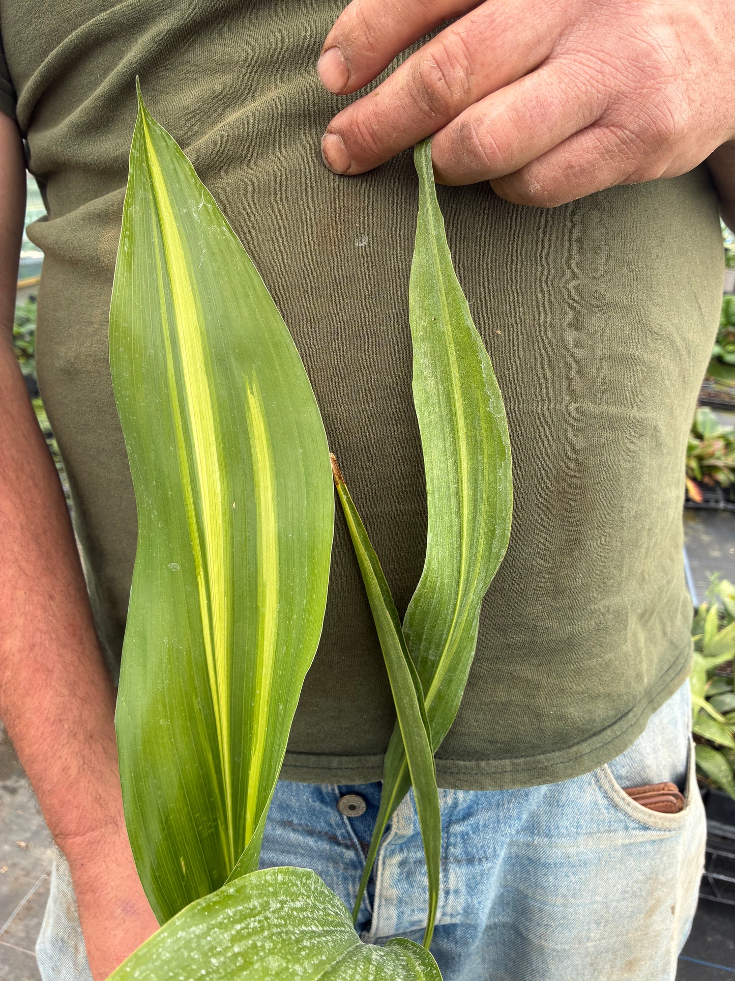 ASPIDISTRA ELATIOR 'LENNON'S SONG'