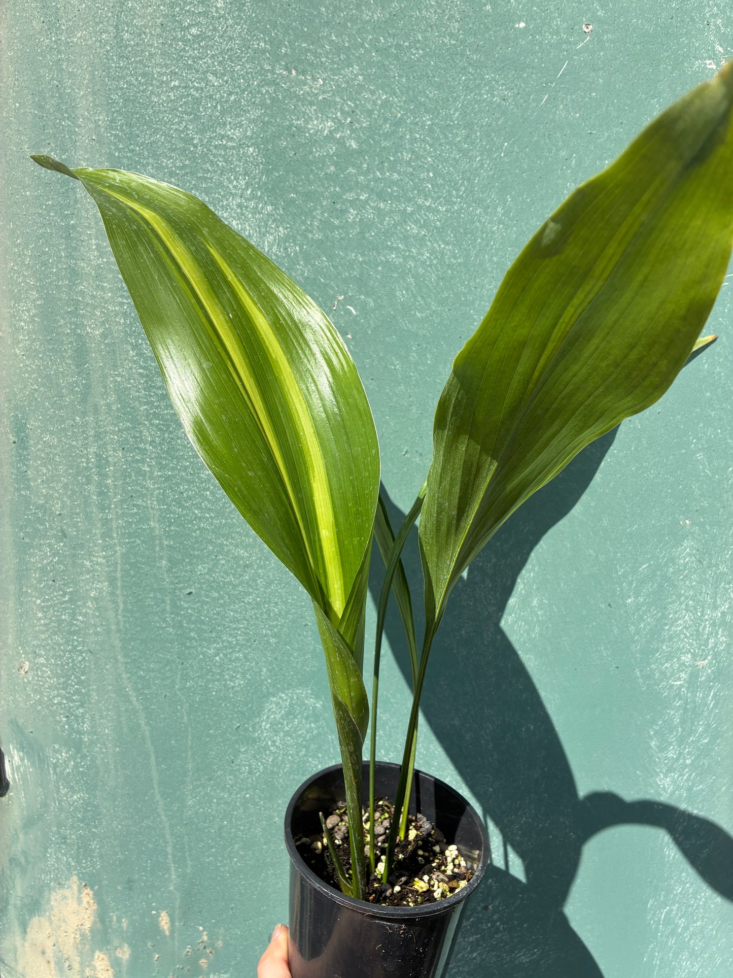 ASPIDISTRA ELATIOR 'LENNON'S SONG'