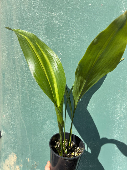 ASPIDISTRA ELATIOR 'LENNON'S SONG'