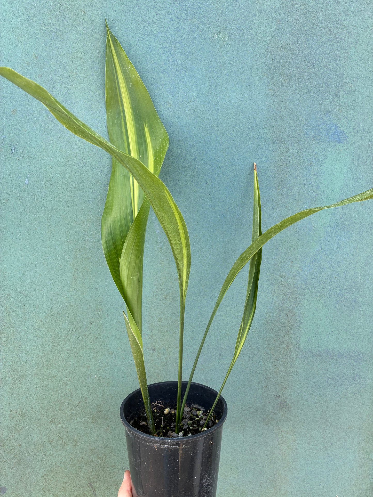 ASPIDISTRA ELATIOR 'LENNON'S SONG'