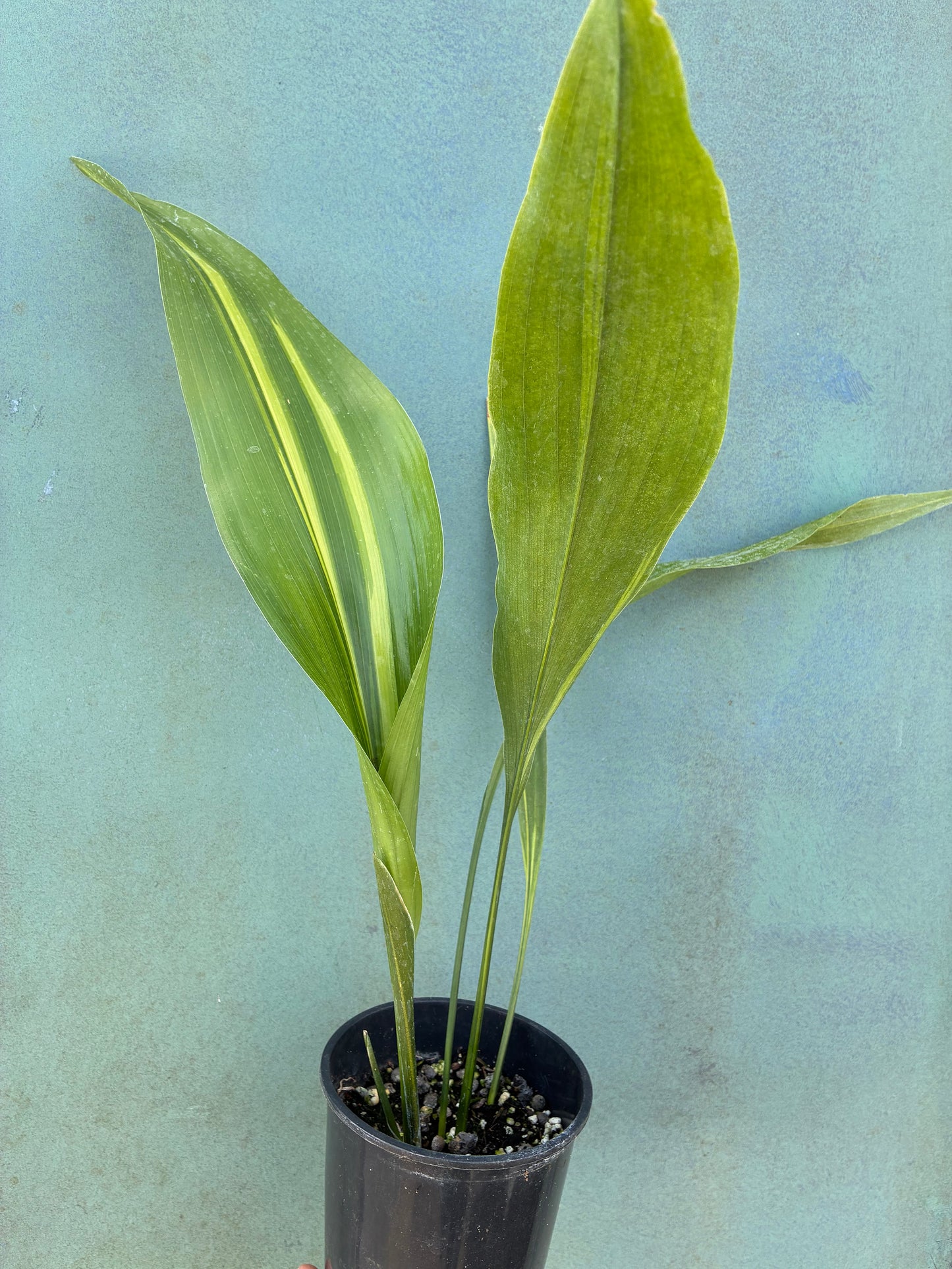 ASPIDISTRA ELATIOR 'LENNON'S SONG'